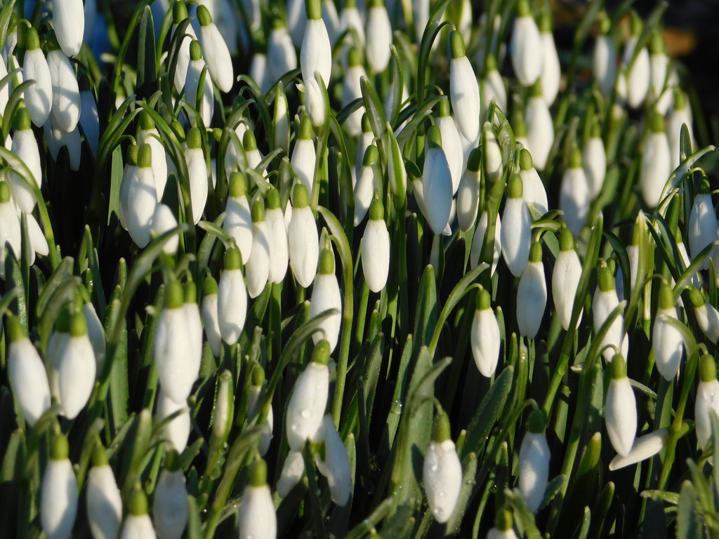  Mass of snowdrops by 365anne