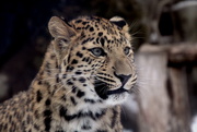 11th Feb 2019 - Leopard Cub