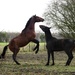 dancing horses by gijsje