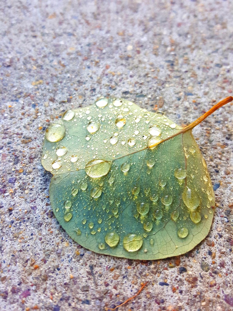 Leaf in Rain by mariaostrowski