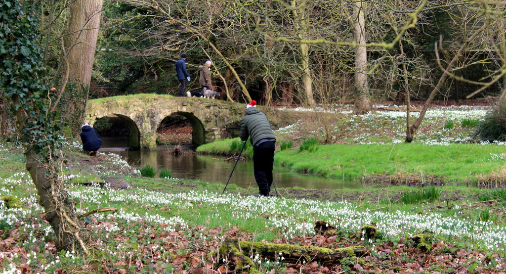 Searching for snowdrops by jeff