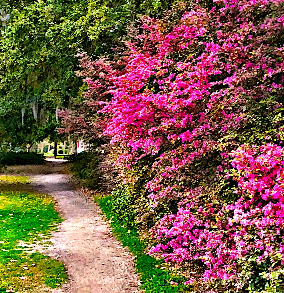 Path at Hampton Park, Charleston, SC by congaree