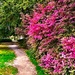 Path at Hampton Park, Charleston, SC by congaree