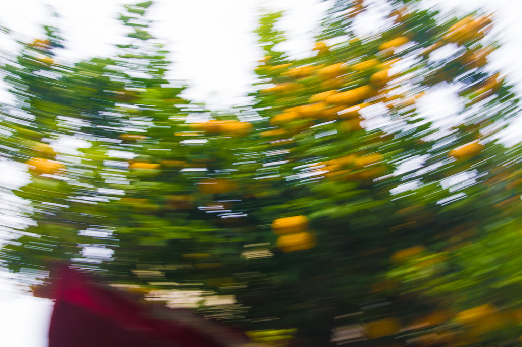 (Day 329) - Lemon Tree Twirl by cjphoto