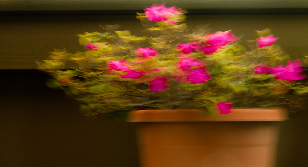 (Day 333) - Flower Motion by cjphoto