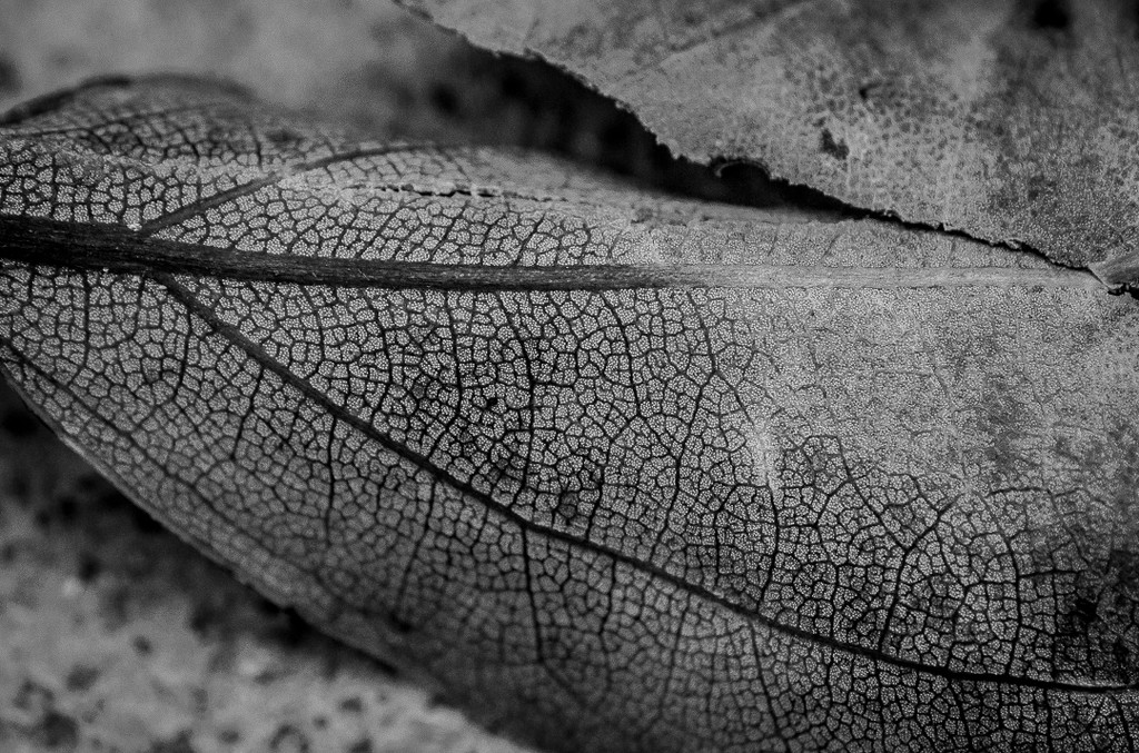 (Day 336) - Scales of a Leaf by cjphoto