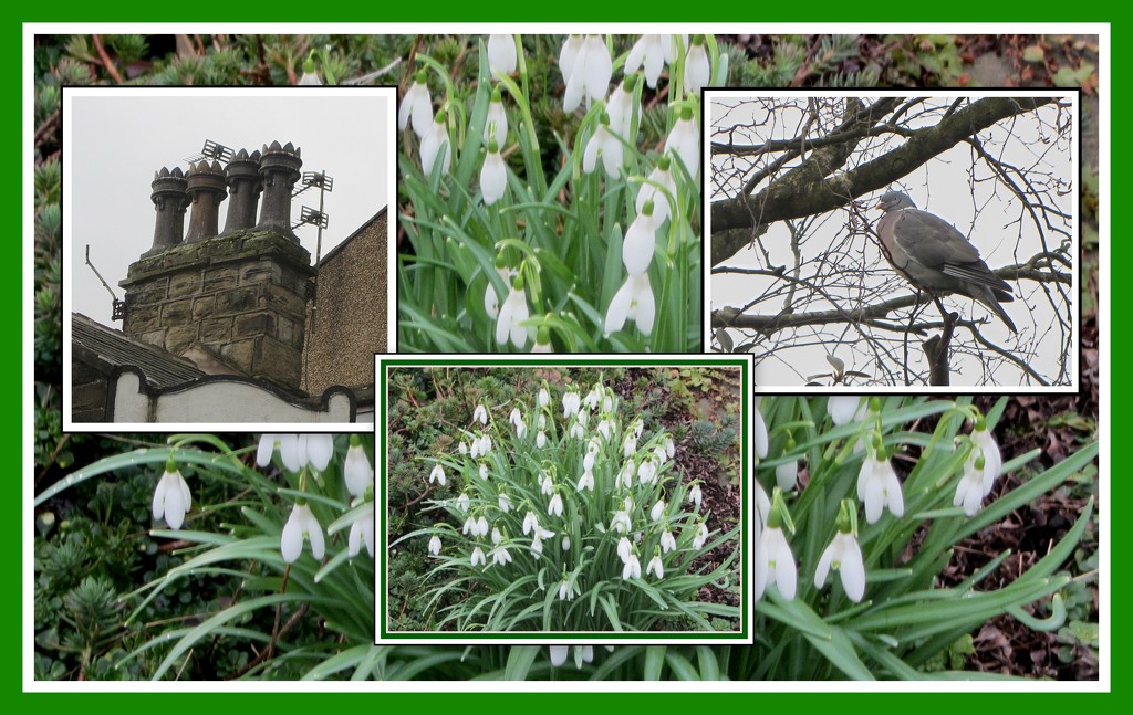 Snowdrops collage. by grace55