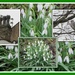 Snowdrops collage. by grace55