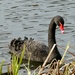 Black Swan by orchid99