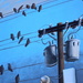birdies on wires by blueberry1222