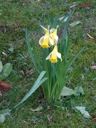 13th Feb 2019 - first (takeable) daffodils 