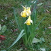 first (takeable) daffodils  by anniesue