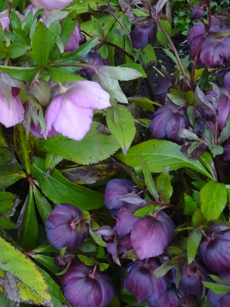 hellebores  by anniesue