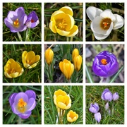 13th Feb 2019 - Spring in the Front Garden