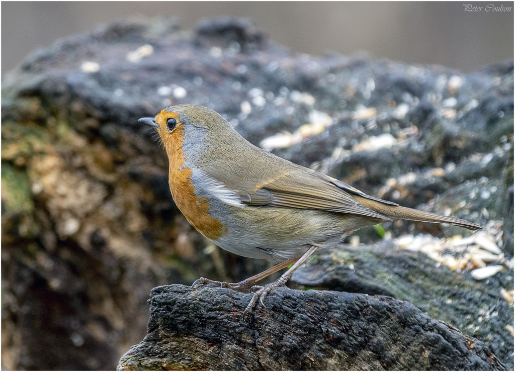 Robin Red Breast  by pcoulson