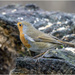 Robin Red Breast  by pcoulson