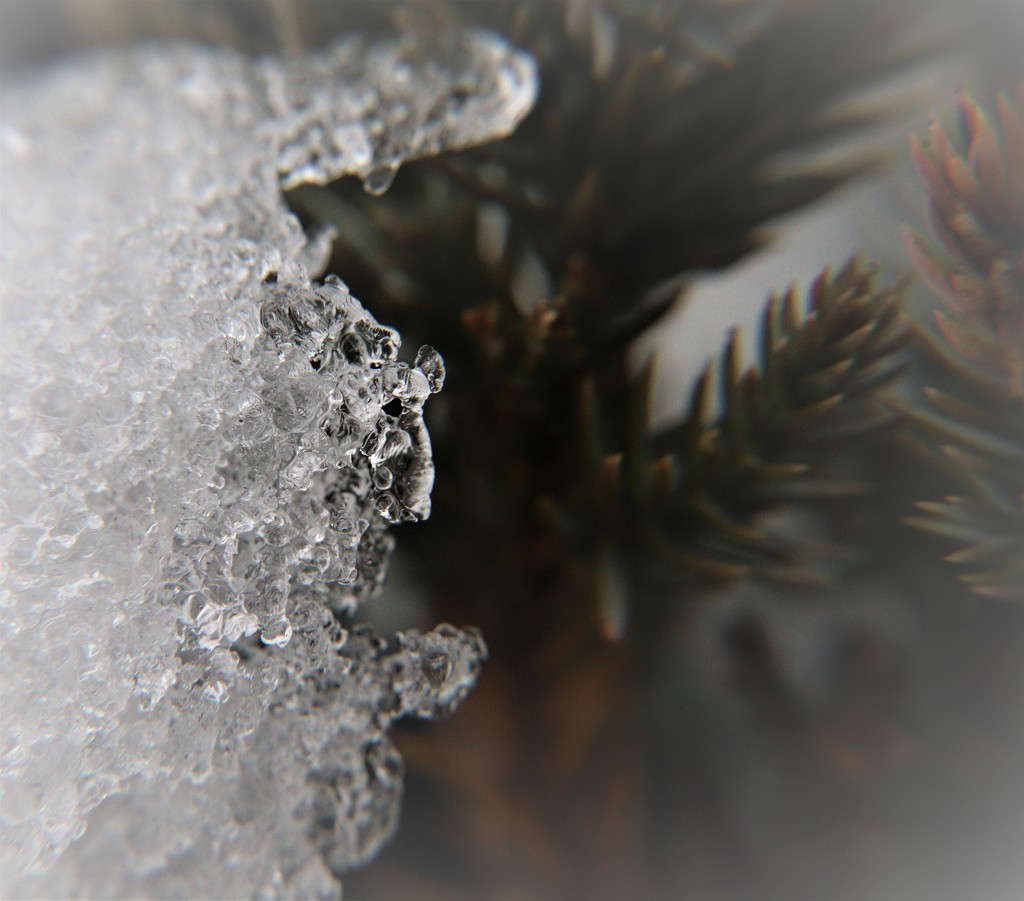 Day 44:  More Ice by sheilalorson