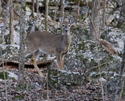 10th Feb 2019 - LHG_5121Doe in the woods