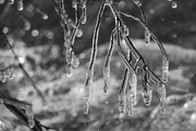 13th Feb 2019 - It's Dripping Icicles