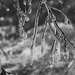 It's Dripping Icicles by milaniet