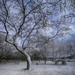 Winter Wonderland  by pdulis