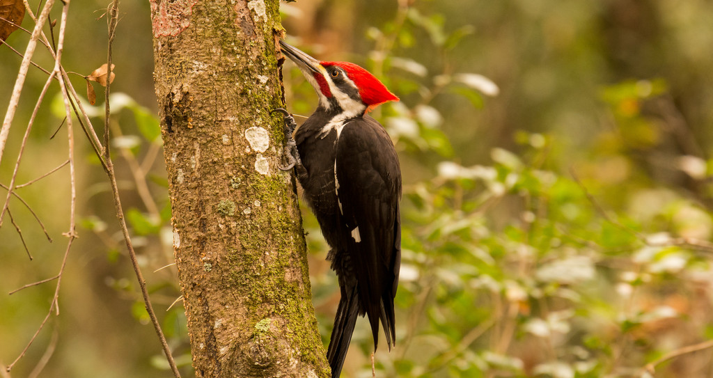 Pileated Woodpecker Profile! by rickster549