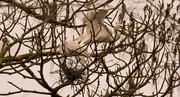 13th Feb 2019 - Egrets Building the Nest!