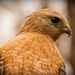 Hawk, Close Up! by rickster549