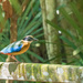 Rain forest bird by ianjb21