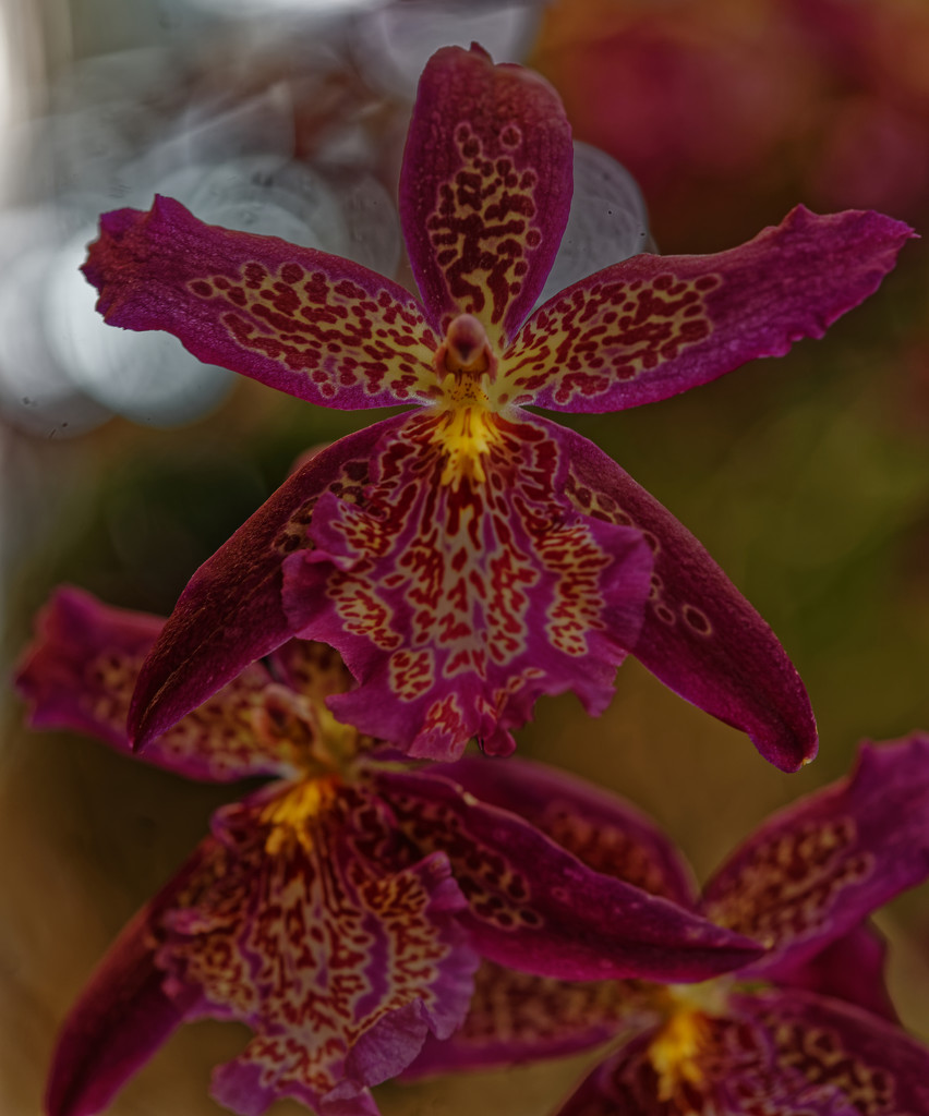 orchid explosion by rminer