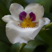 13th Feb 2019 - orchid macro