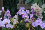 13th Feb 2019 - row of orchids