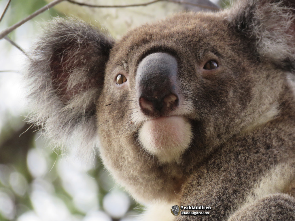 heart nose by koalagardens