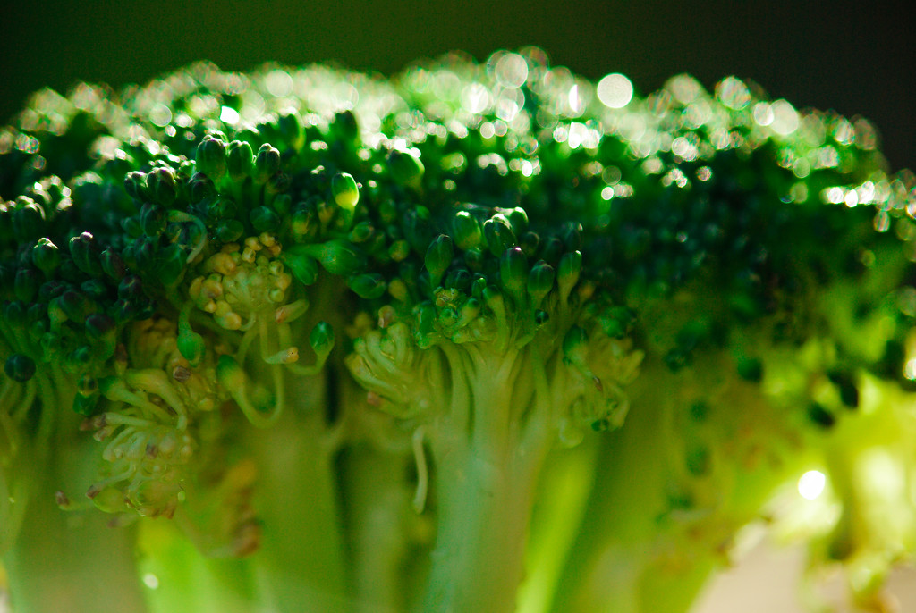 (Day 349) - Broccoli Bush by cjphoto