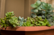 8th Feb 2019 - (Day 360) - Succulent Collection