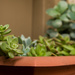 (Day 360) - Succulent Collection by cjphoto