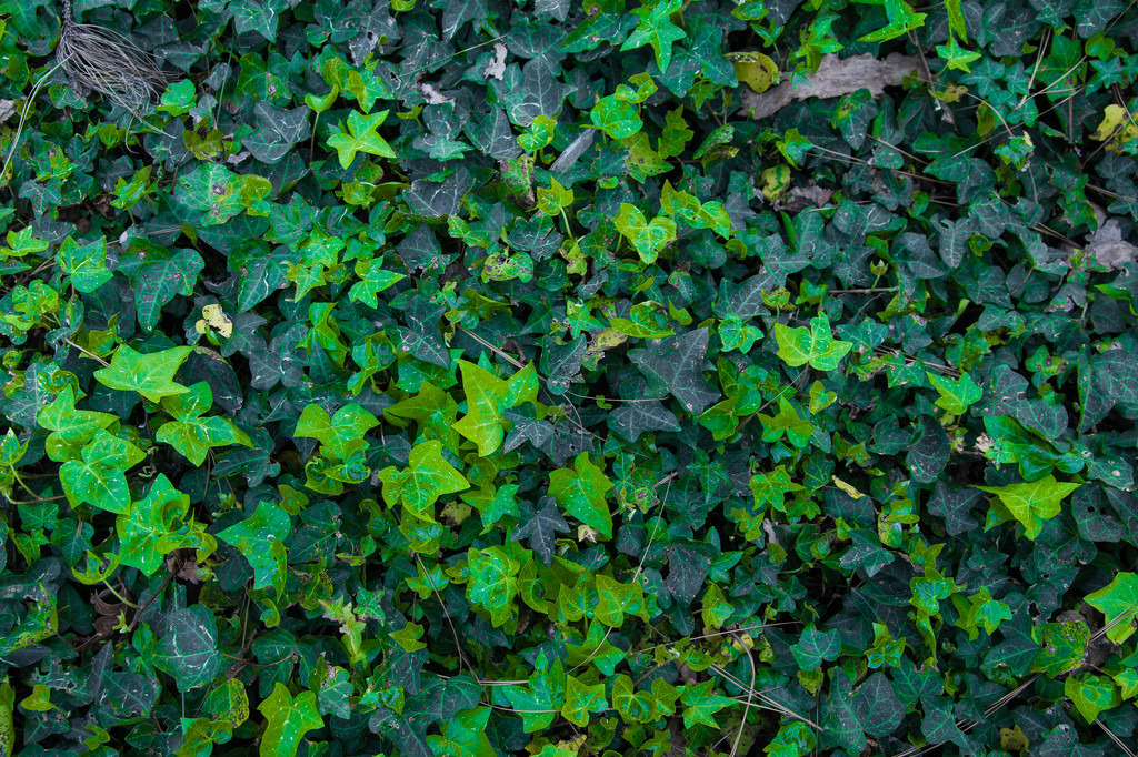 (Day 356) - Ivy Pile by cjphoto
