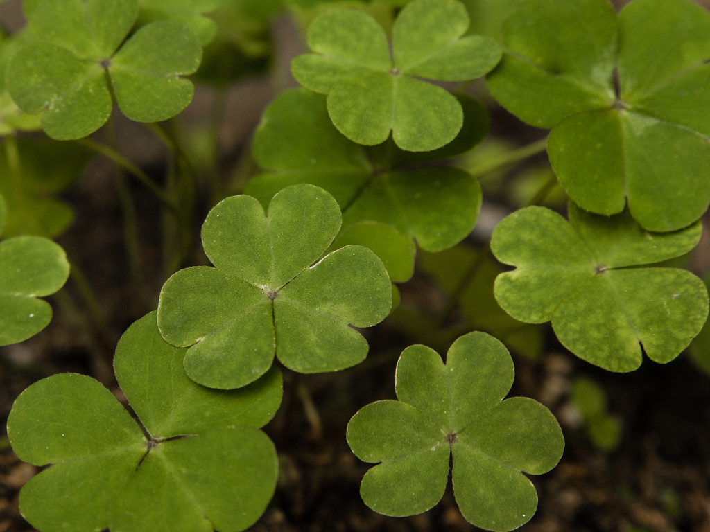 (Day 357) - Clovers by cjphoto