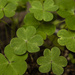 (Day 357) - Clovers by cjphoto