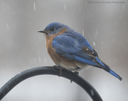12th Feb 2019 - A tough day for the "bluebird of happiness".