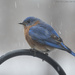 A tough day for the "bluebird of happiness". by mccarth1