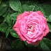 baby rose