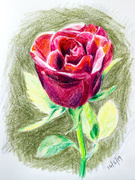 14th Feb 2019 - Valentines Day Rose