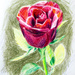 Valentines Day Rose by harveyzone
