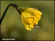 14th Feb 2019 - First bee on our first daffodil