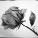 Rose by ingrid01