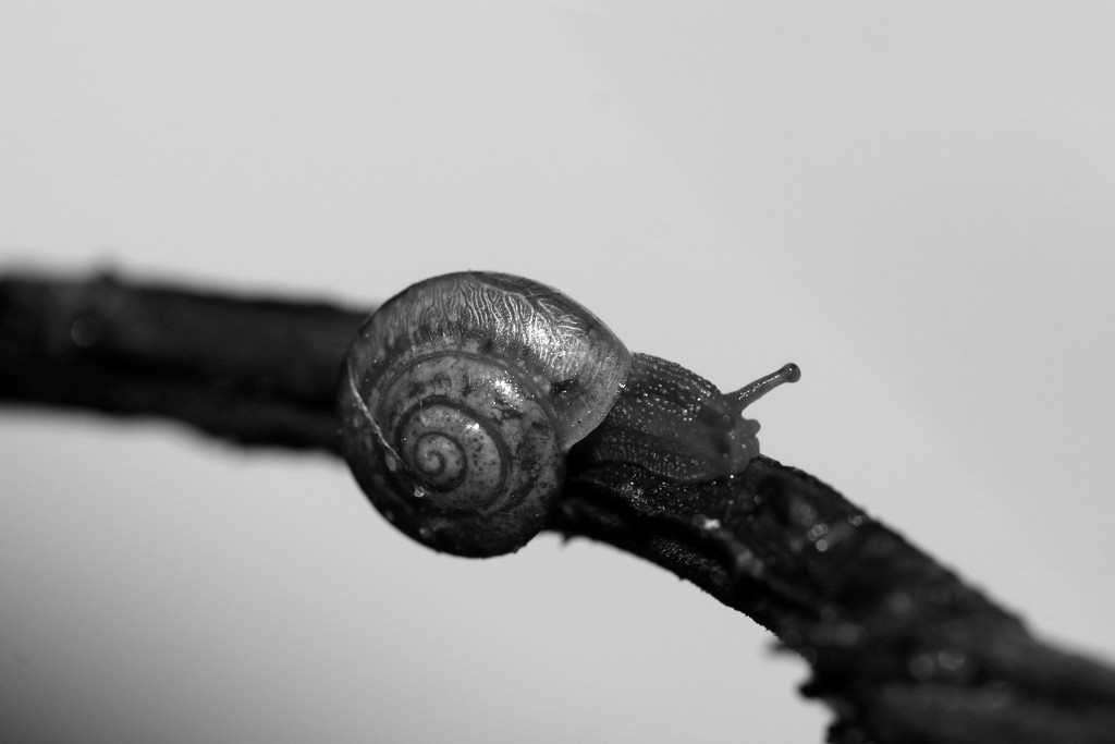 Snail by ingrid01
