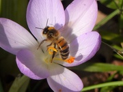 14th Feb 2019 -  Busy Bee 