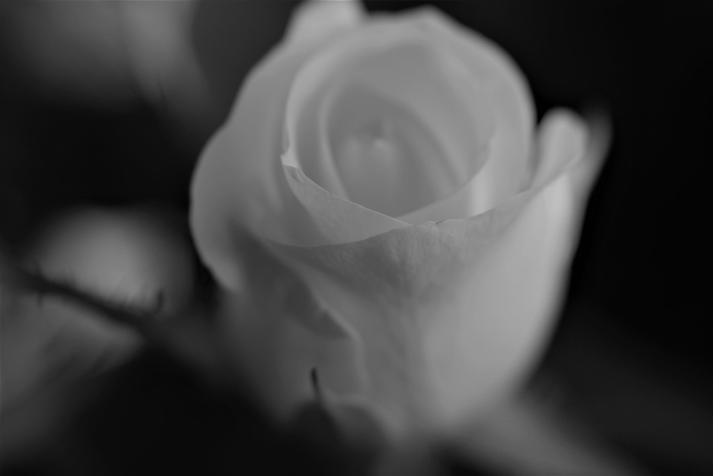 White Rose by cookingkaren