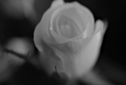 12th Feb 2019 - White Rose
